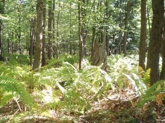 community photo